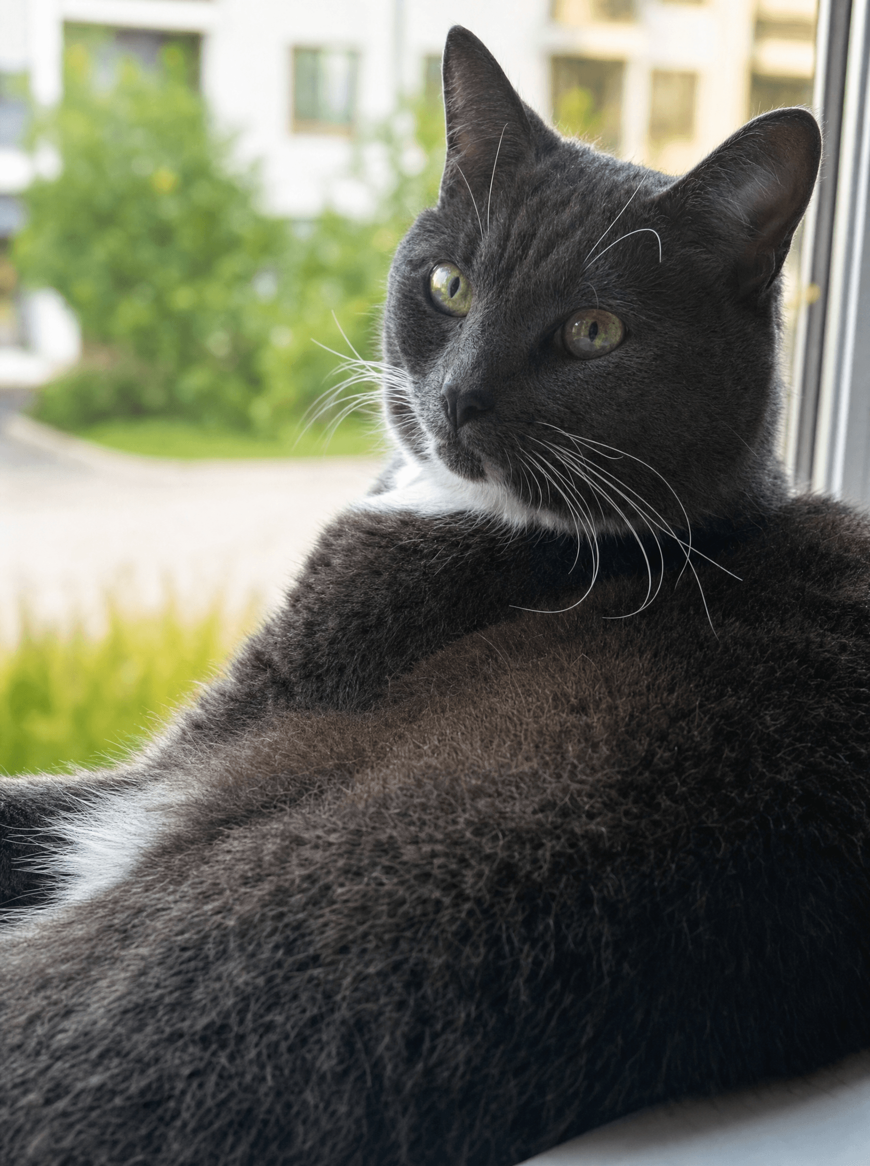 Close-up of Ruby looking out the window